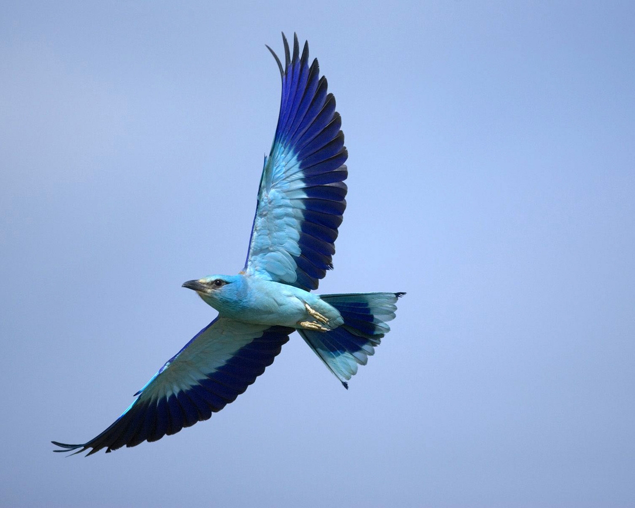 Beautiful Sky Flying Bird - HD Wallpaper 