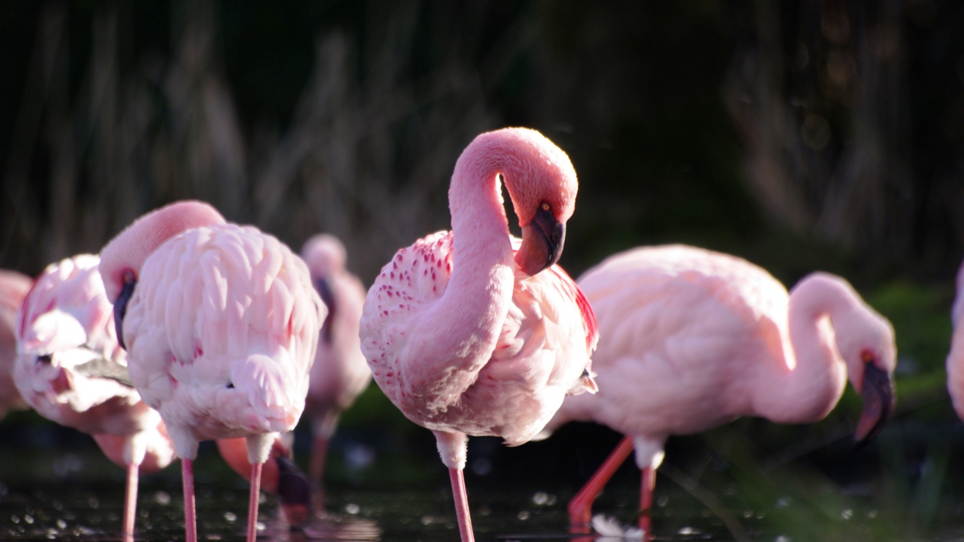 Wildlife, Birds, Flamingos, Wallpaper - Flamingo Hd Desktop - HD Wallpaper 