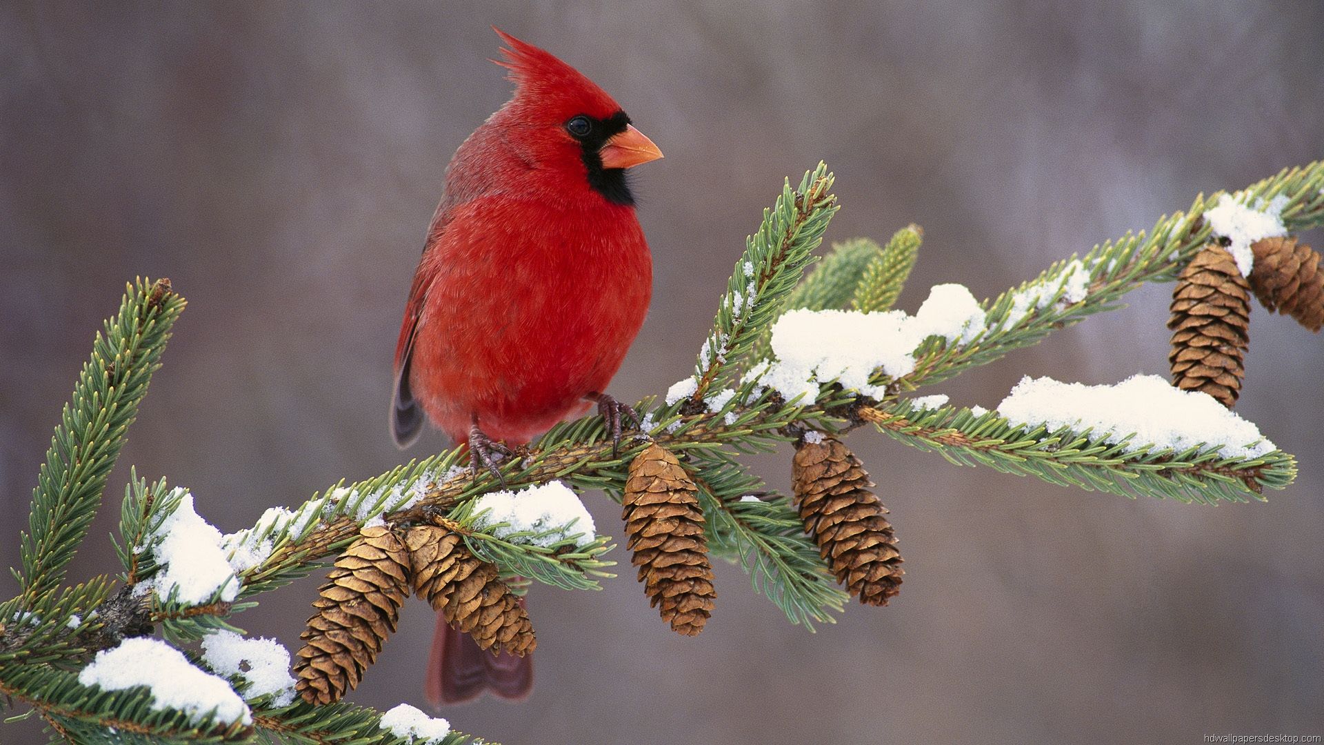 Winter Birds - HD Wallpaper 