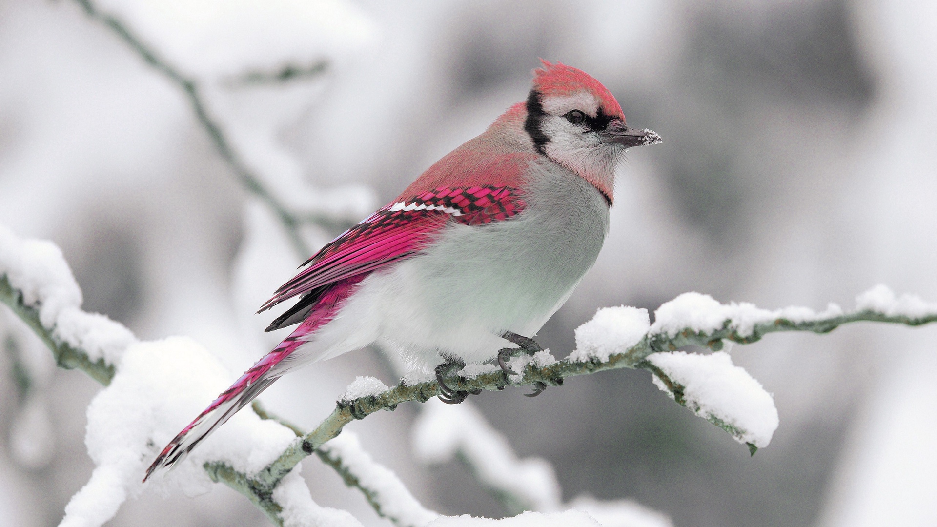 Bird Winter Background - HD Wallpaper 