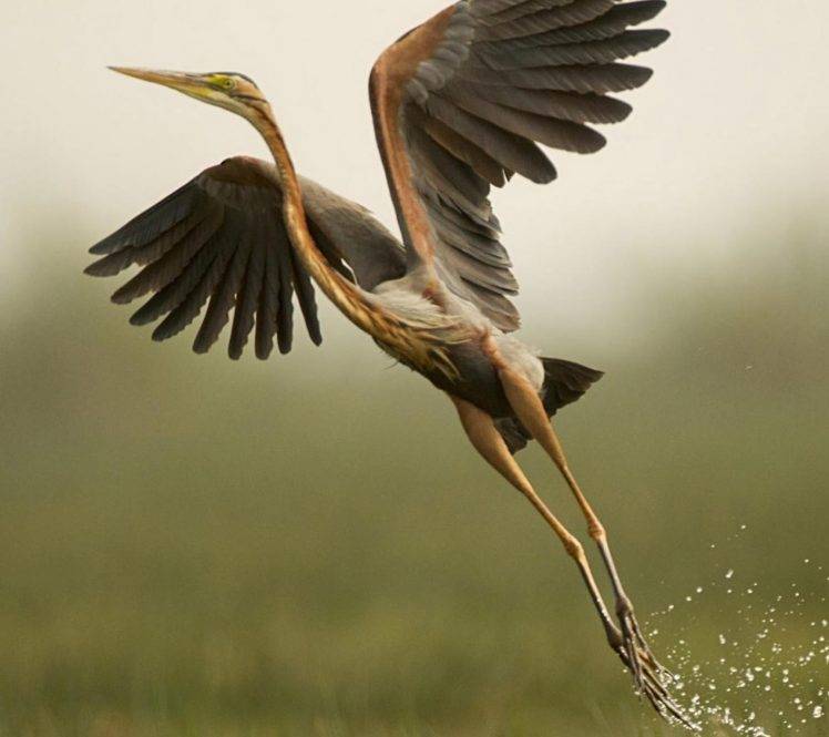 Waterfowl - HD Wallpaper 