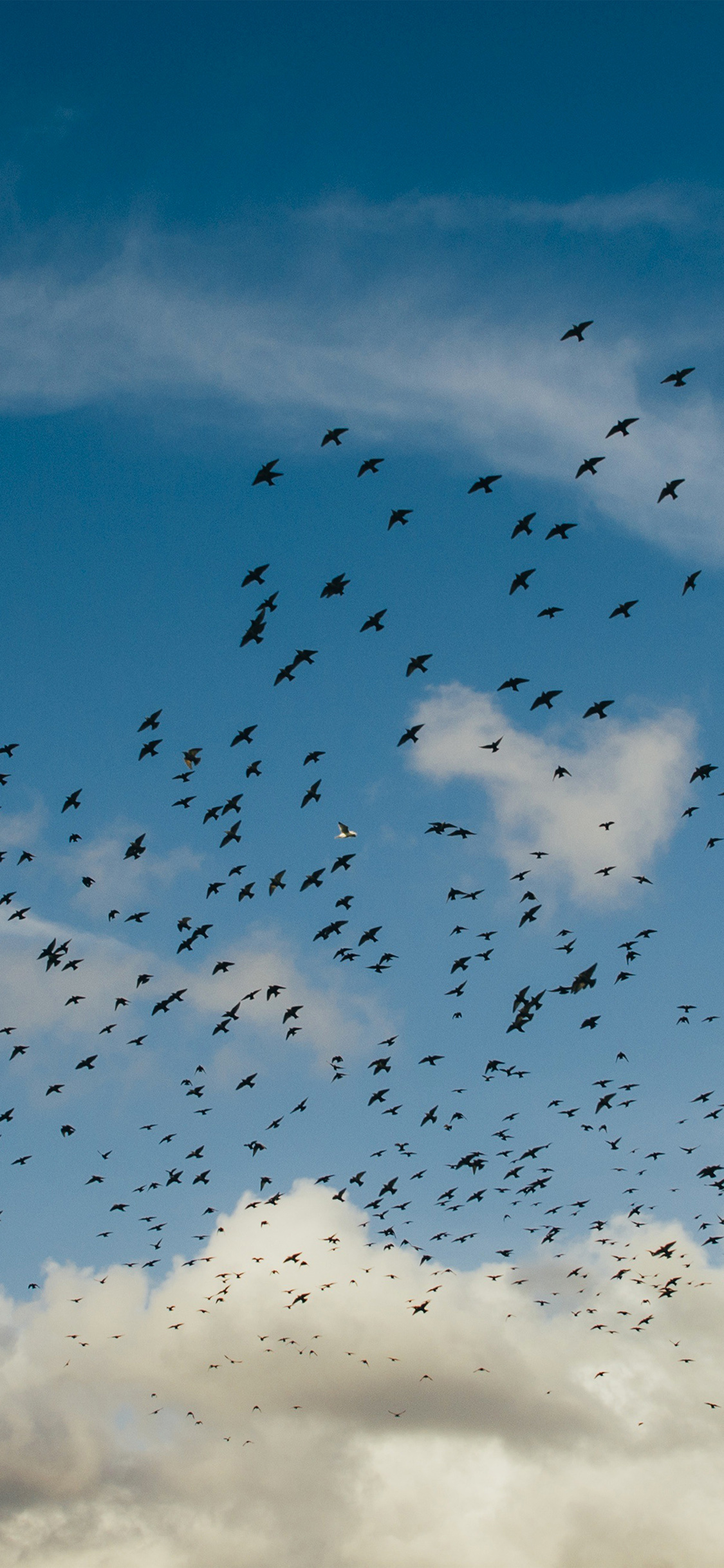 Birds - 1125x2436 Wallpaper - teahub.io