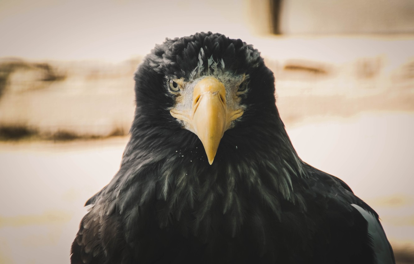 Photo Wallpaper Animals, Birds, Bird, Eagle, Zoo - Steller's Sea Eagle - HD Wallpaper 