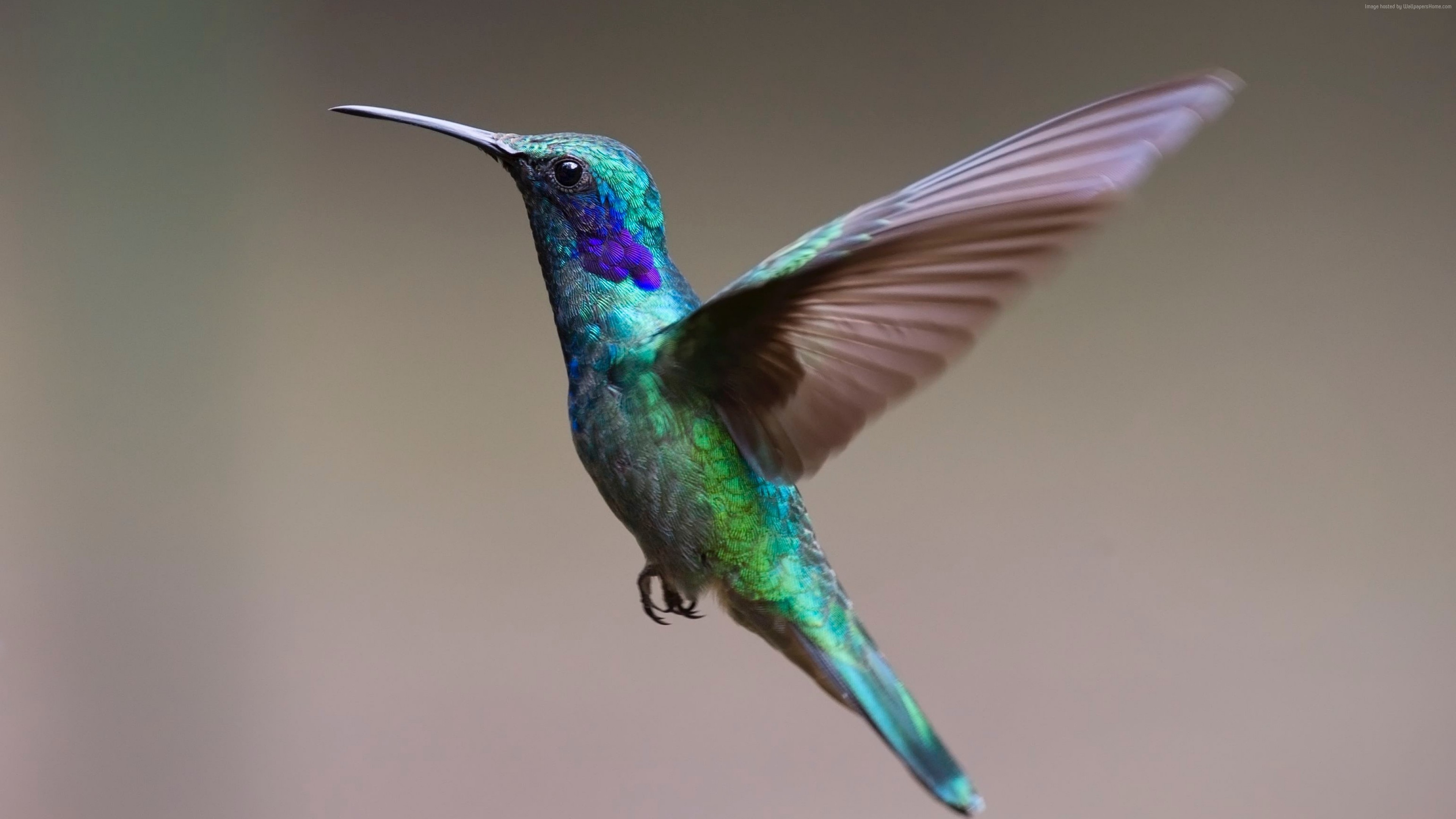 Wallpaper Humming, Bird, Hd, Animals - Humming Bird Side View - HD Wallpaper 