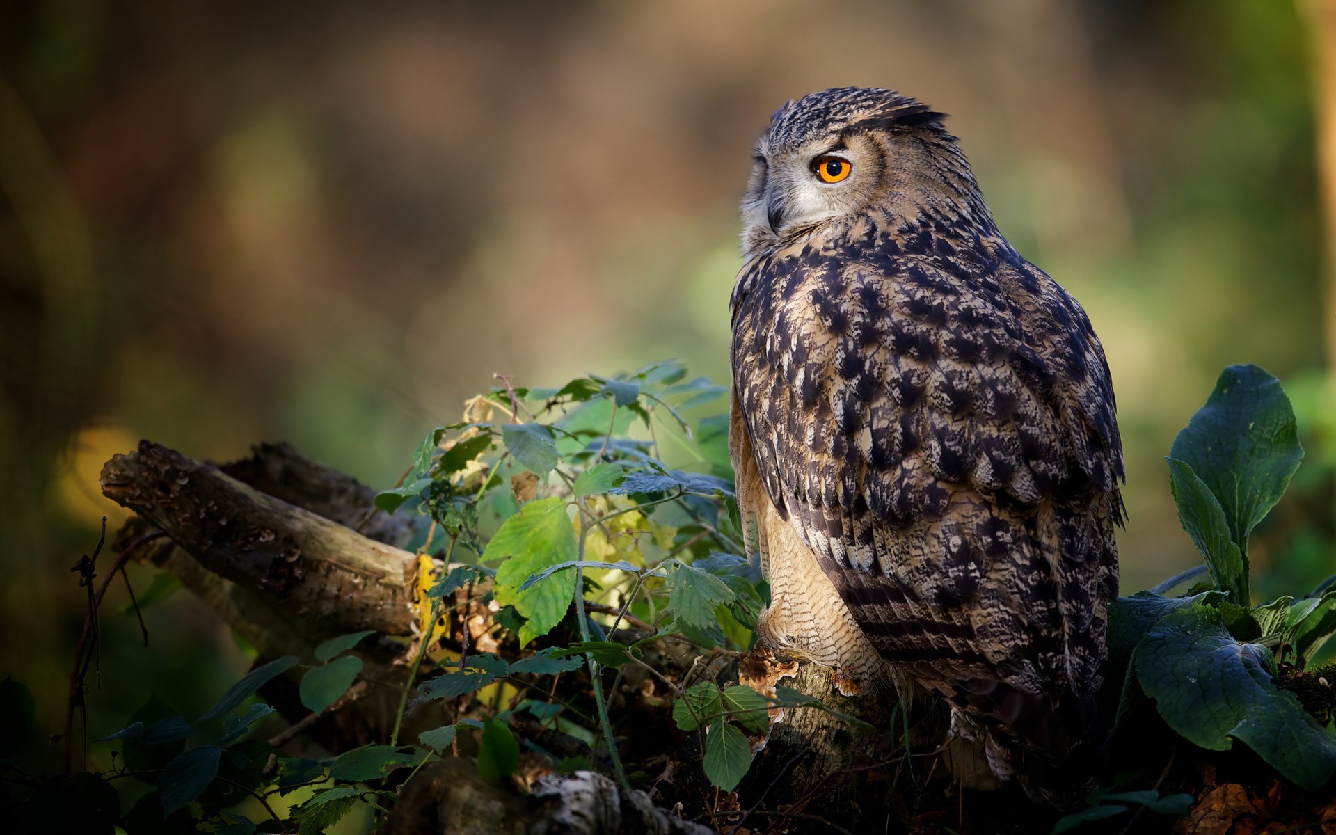 Nature Bird Owl - HD Wallpaper 