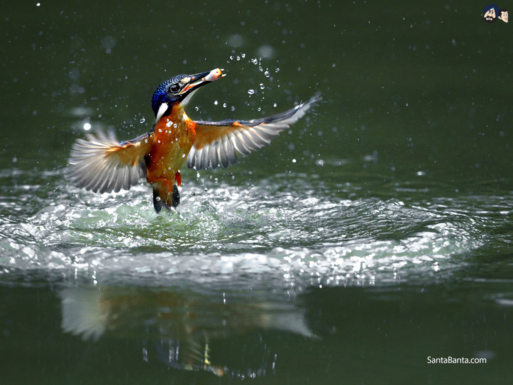 Birds - Beautiful Nature With Birds - HD Wallpaper 