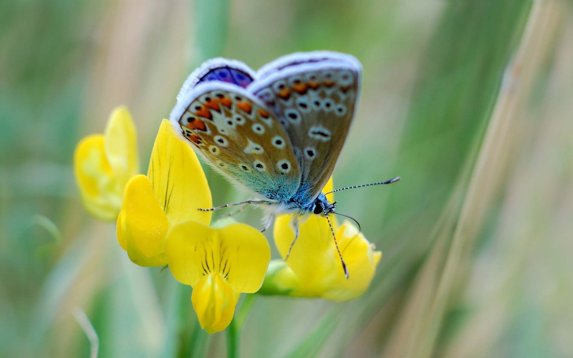 Butterfly On A Yellow Flower Wallpaper - Colourful Butterfly Beautiful Flowers - HD Wallpaper 