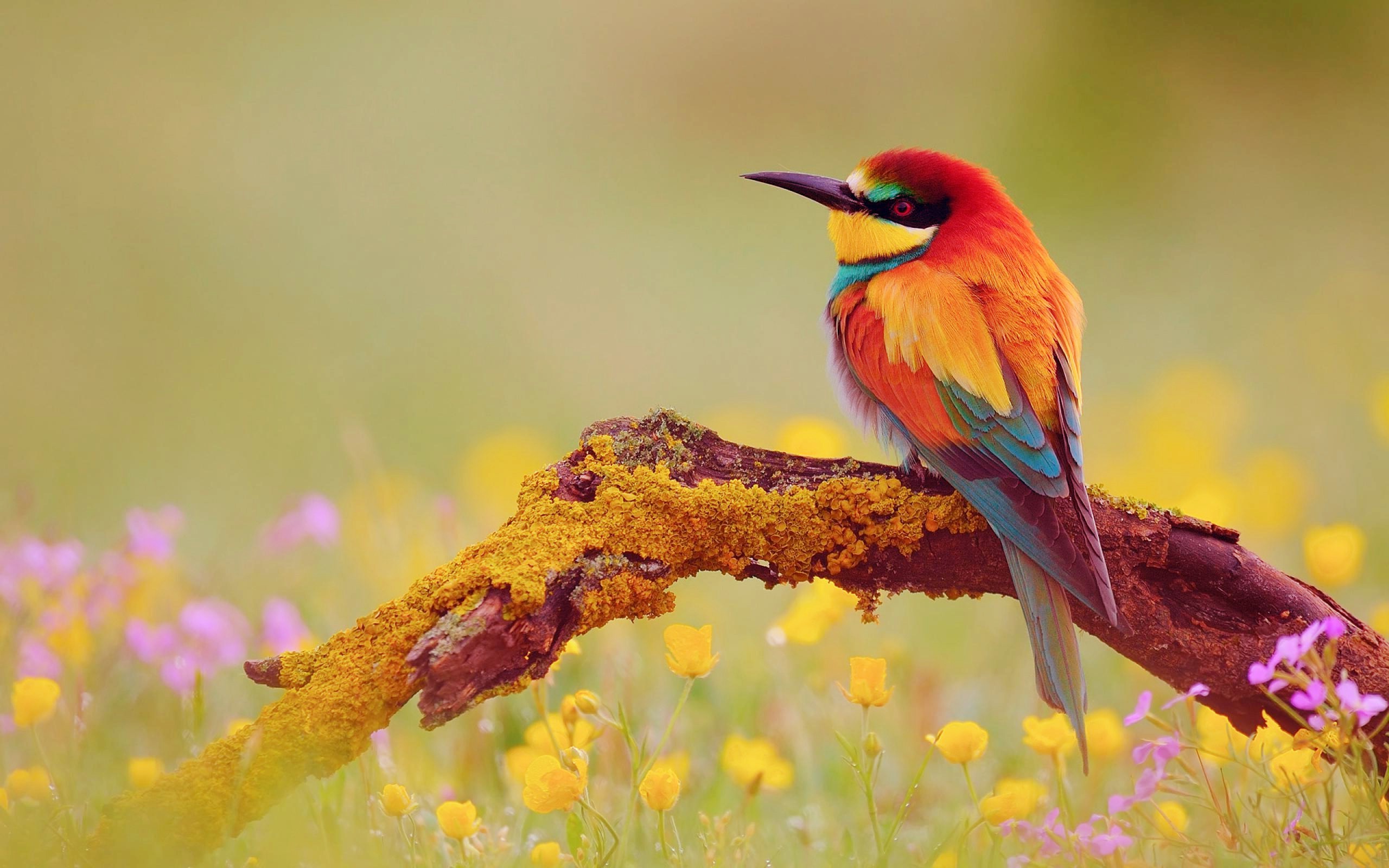 2560x1600, Cute Bird Wallpapers - Cute Wallpaper Birds - HD Wallpaper 