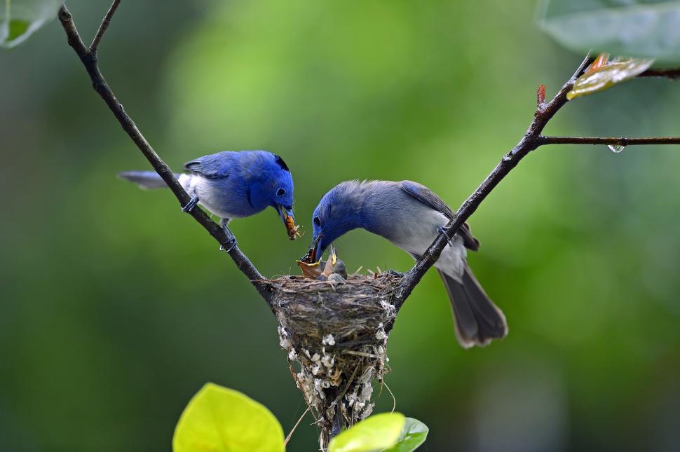 Nest Birds Wallpaper,branch Hd Wallpaper,drop Hd Wallpaper,chicks - Birds - HD Wallpaper 