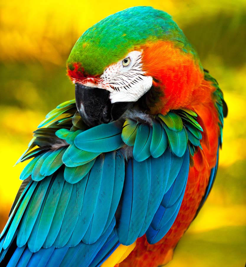 Rainbow Scarlet Macaw - HD Wallpaper 