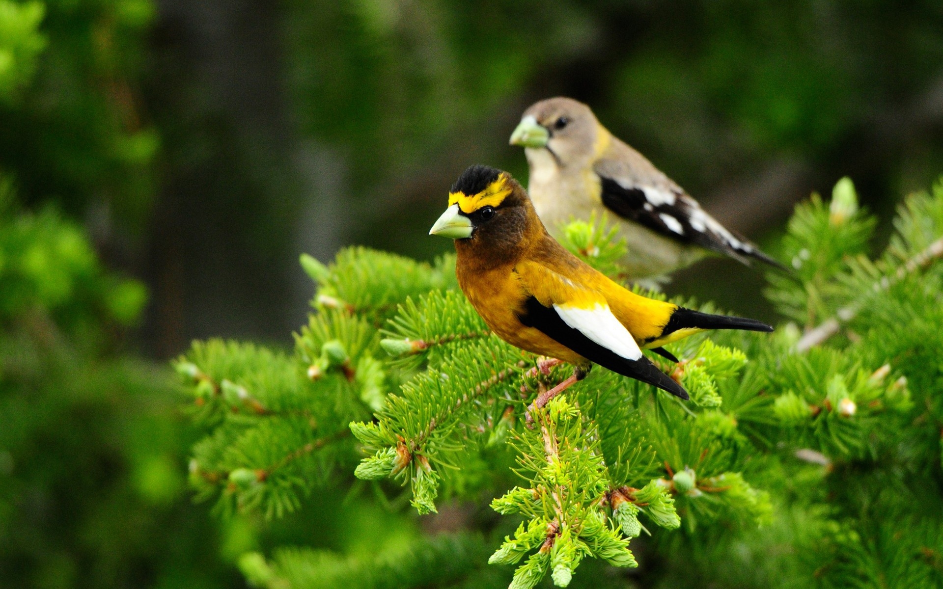 Birds And Animals In Forest - HD Wallpaper 