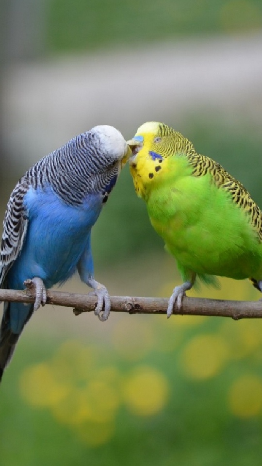 Wallpaper Nature, Birds, Parrots - Hd Pics Of Nature With Birds - HD Wallpaper 