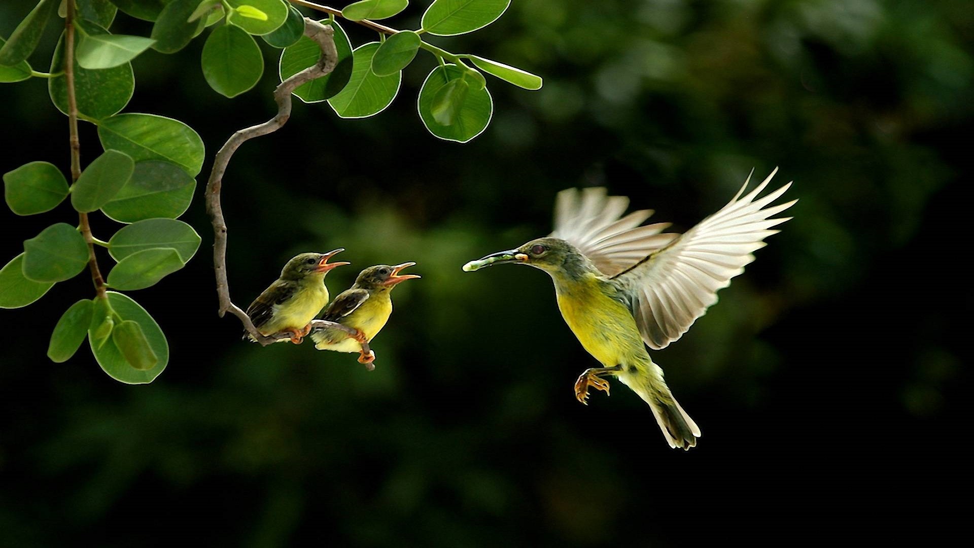 Love Birds Wallpapers Hd Free Download For Desktop - Wildlife Photography -  1024x640 Wallpaper 
