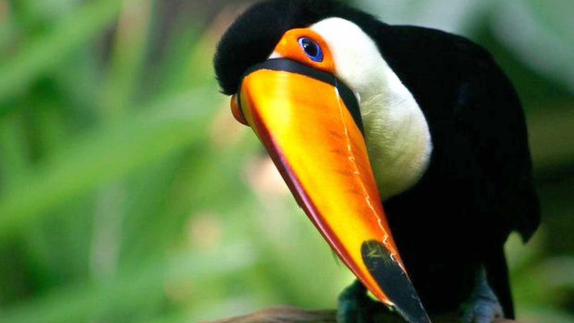 Toucan Hd Background - HD Wallpaper 