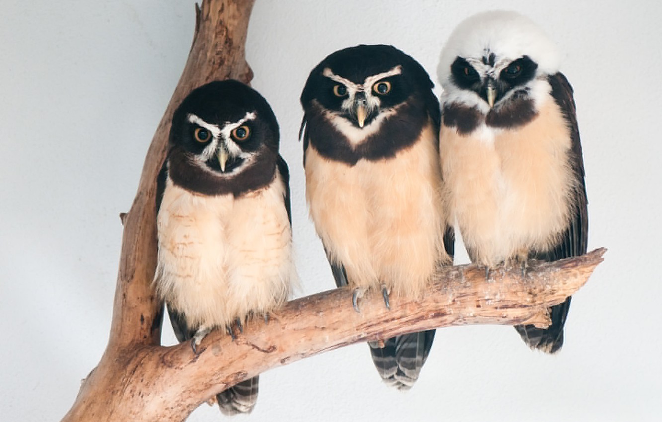 Photo Wallpaper Animals, Bird, Birds, Three, Animal, - Kultapöllö - HD Wallpaper 