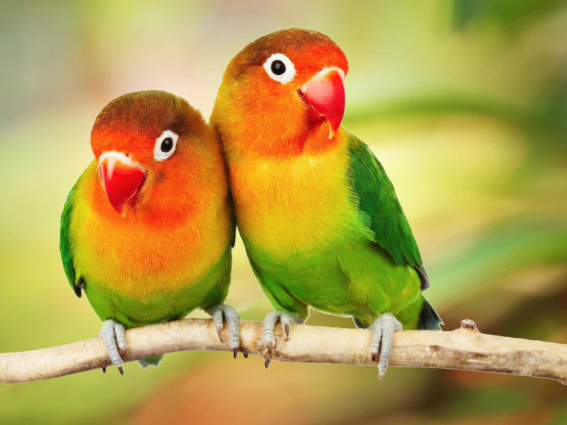 Love Bird Parrot Hd - HD Wallpaper 