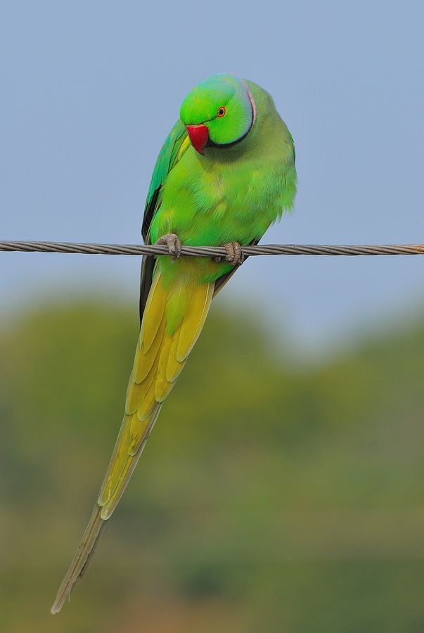 Hara Indian Ringneck Parrot - 603x900 Wallpaper Hara Indian Ringneck Parrot - 603x900 Wallpaper