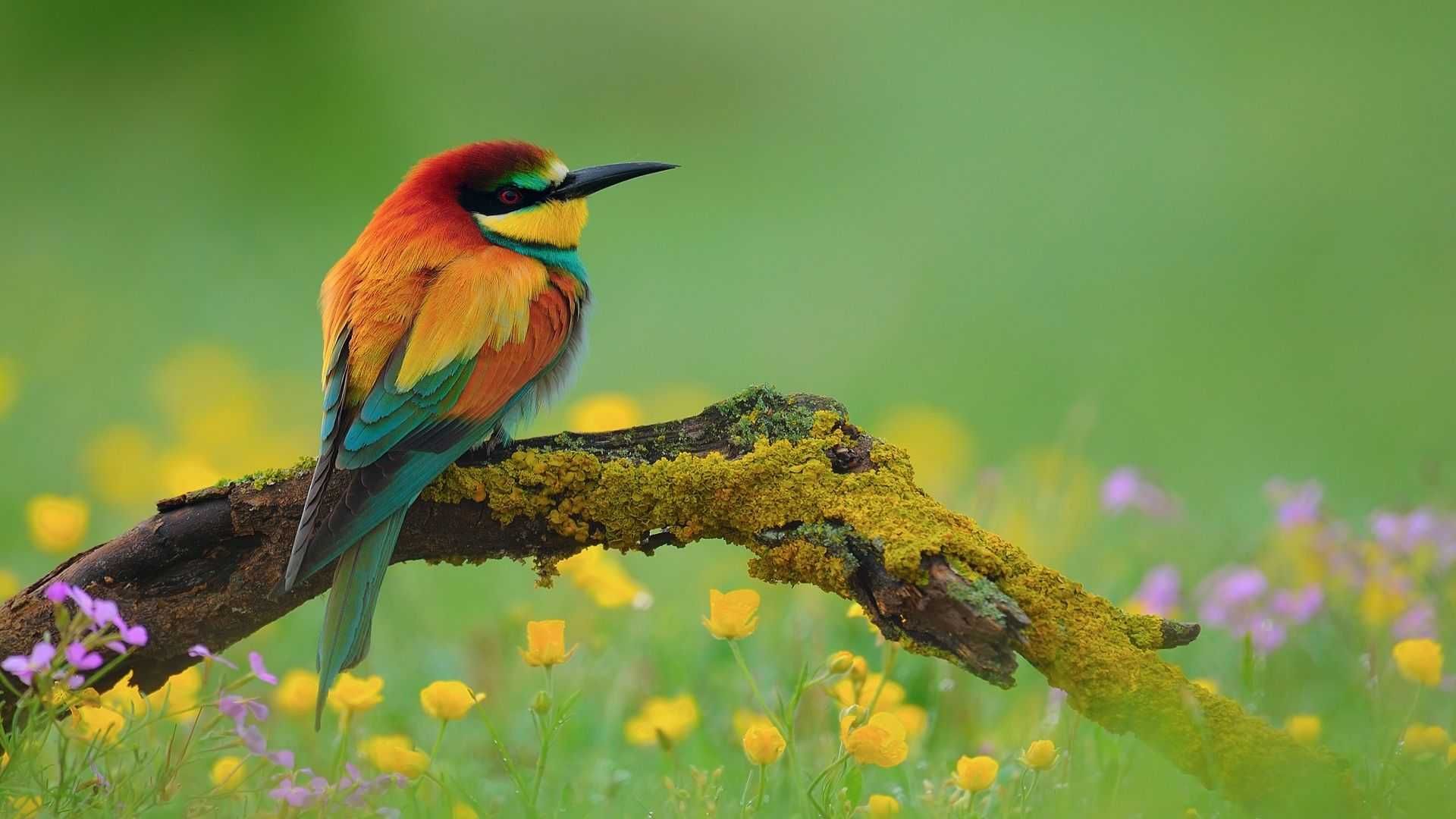 Bird Hd Background - HD Wallpaper 