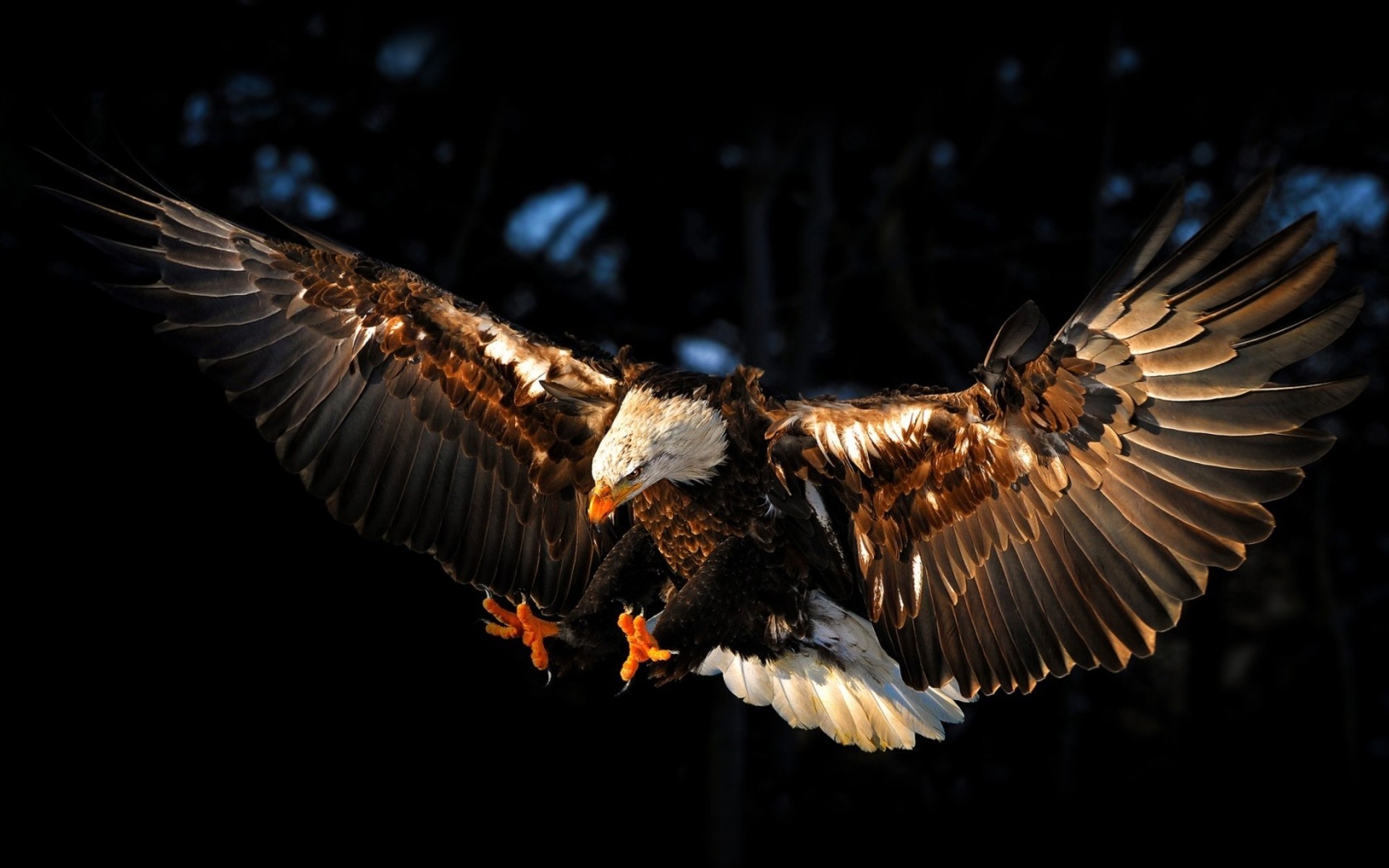 4k Wallpaper Eagle - HD Wallpaper 