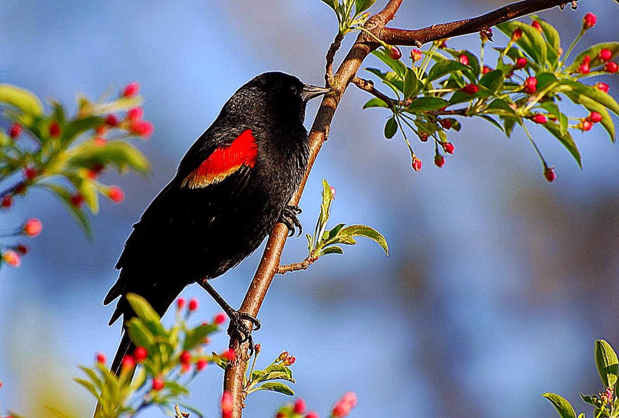 Wide Screen Birds Hd Wallpapers Hd Wallpapers 1080p - Beautiful Birds And Trees - 1224x828 Wallpaper Wide Screen Birds Hd Wallpapers Hd Wallpapers 1080p - Beautiful Birds And Trees - 1224x828 Wallpaper
