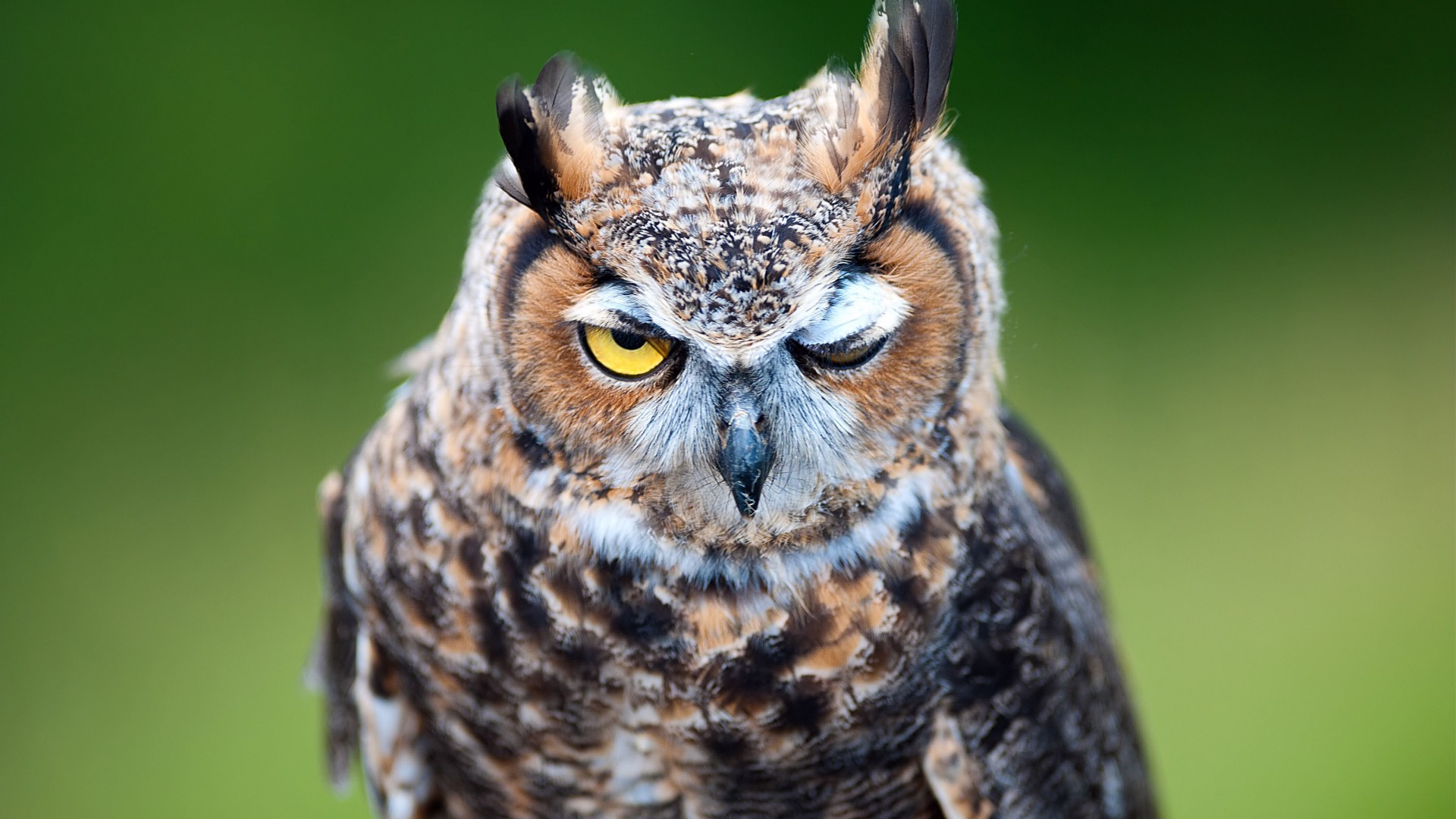 Wallpaper Owl Wink Bird Amusing - Owl Winking - HD Wallpaper 