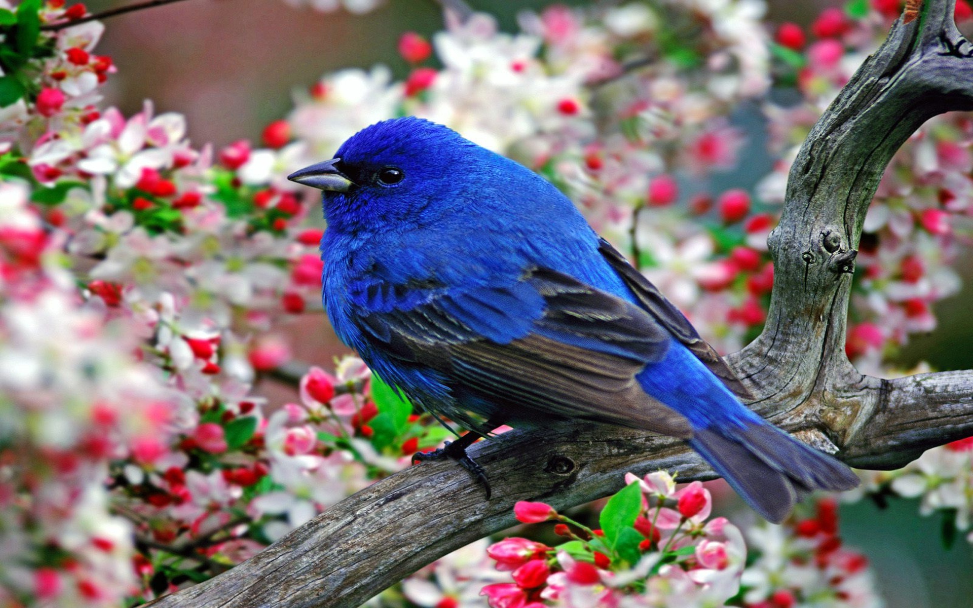 Blue Bird Flying Hd Wallpaper For Desktop, Pc Mobile - Bird Blue And Black - HD Wallpaper 