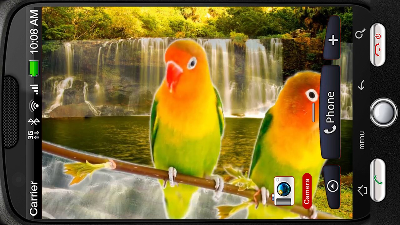 Budgie - 1280x720 Wallpaper - teahub.io
