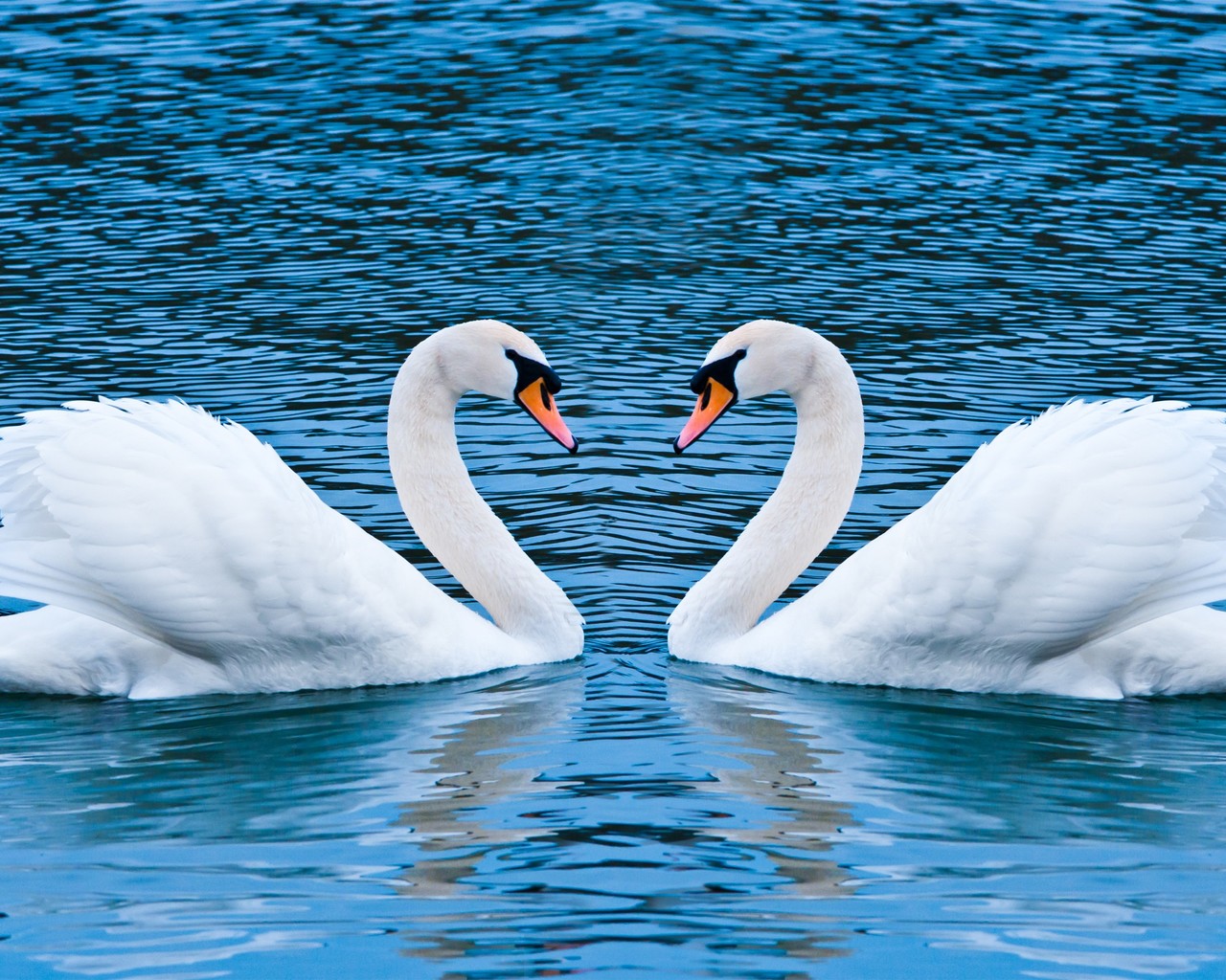 Swan Hd - HD Wallpaper 