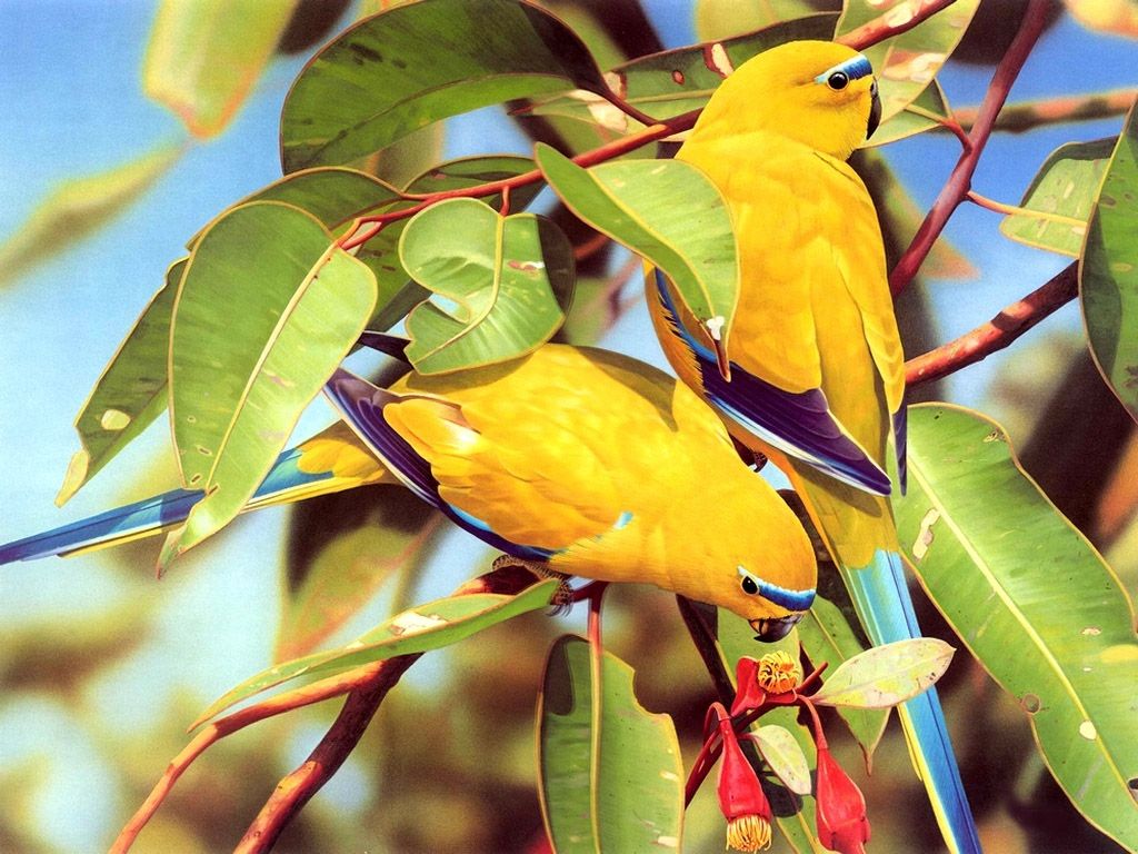 Love Birds - HD Wallpaper 