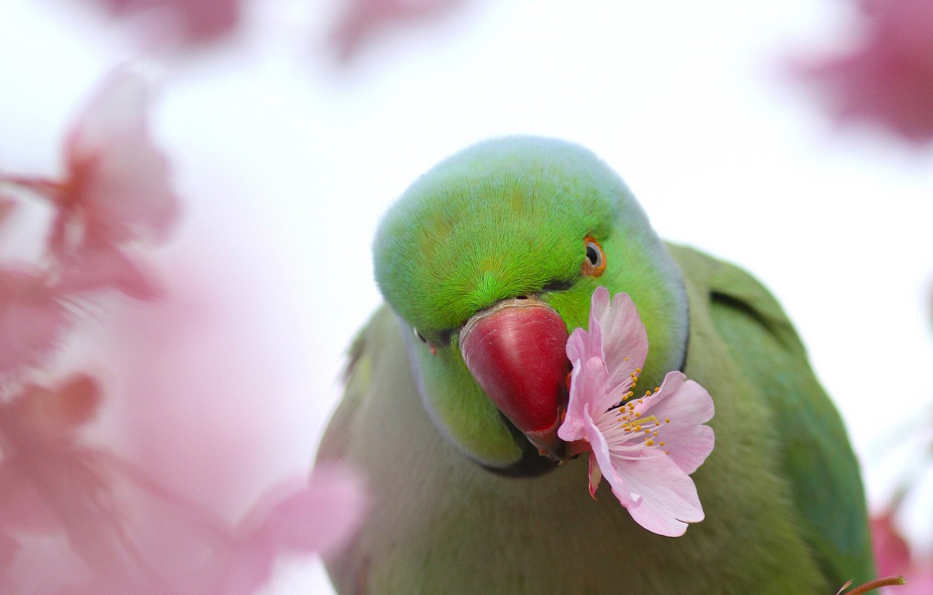 Photo Wallpaper Flower, Bird, Sakura, Parrot, Indian - Cute Desktop Backgrounds Parakeets - HD Wallpaper 
