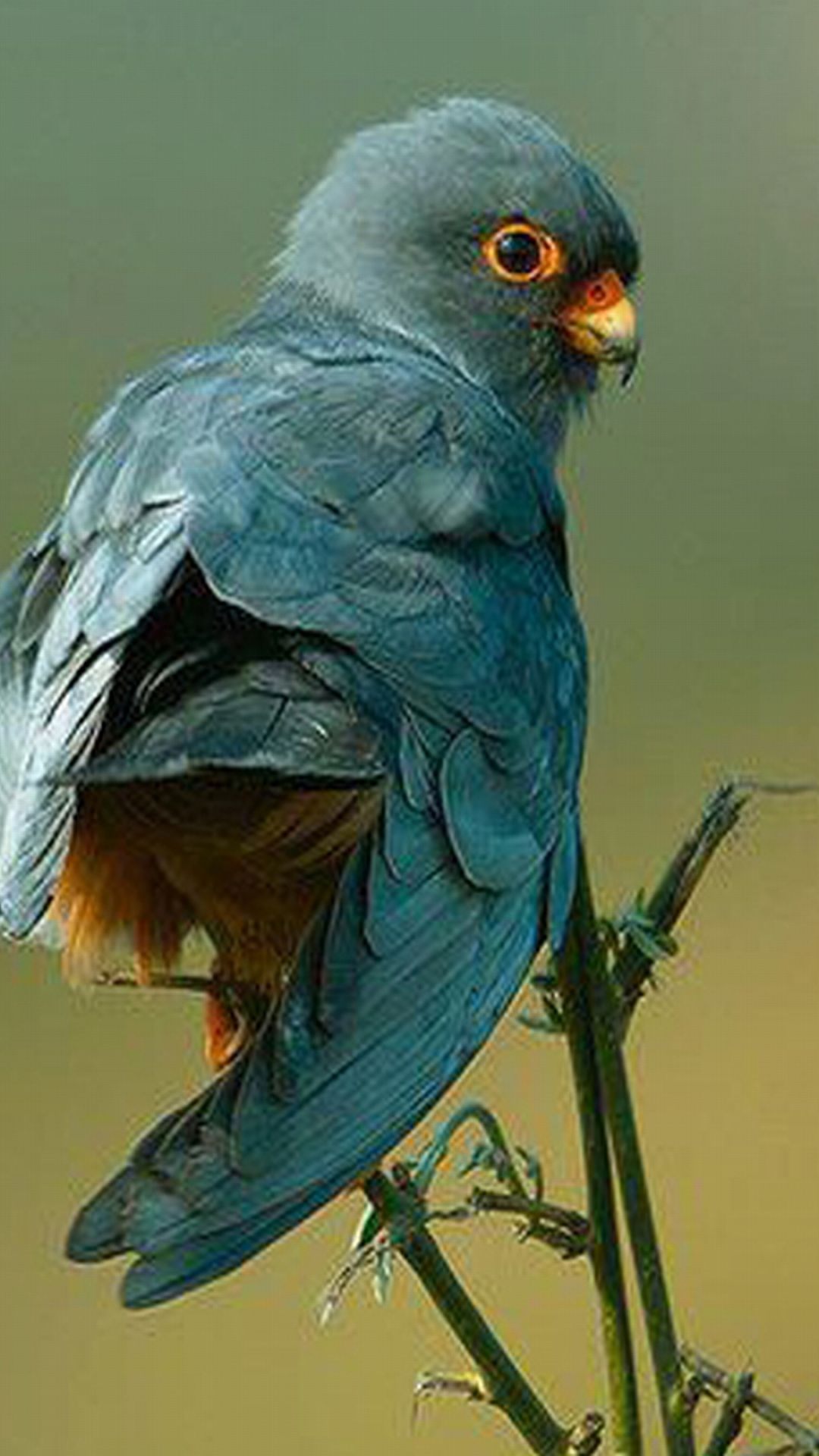 Birds - HD Wallpaper 