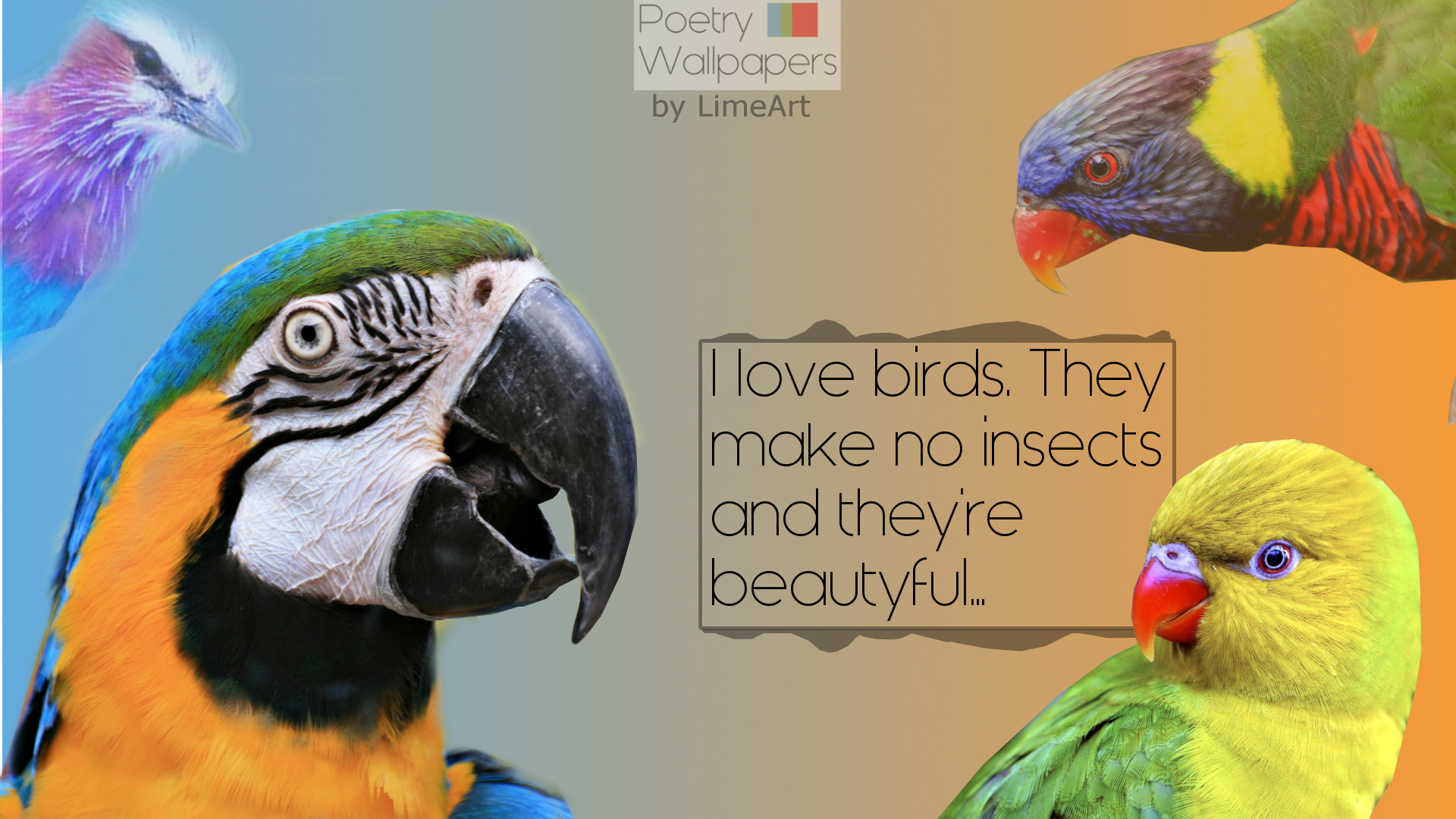 I Love Birds Wallpaper By Limeart11 I Love Birds Wallpaper - Birds - HD Wallpaper 