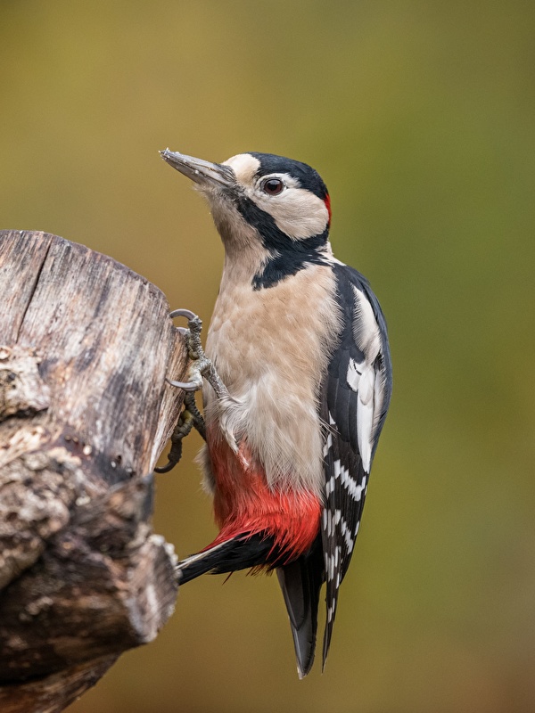 Woodpecker - HD Wallpaper 