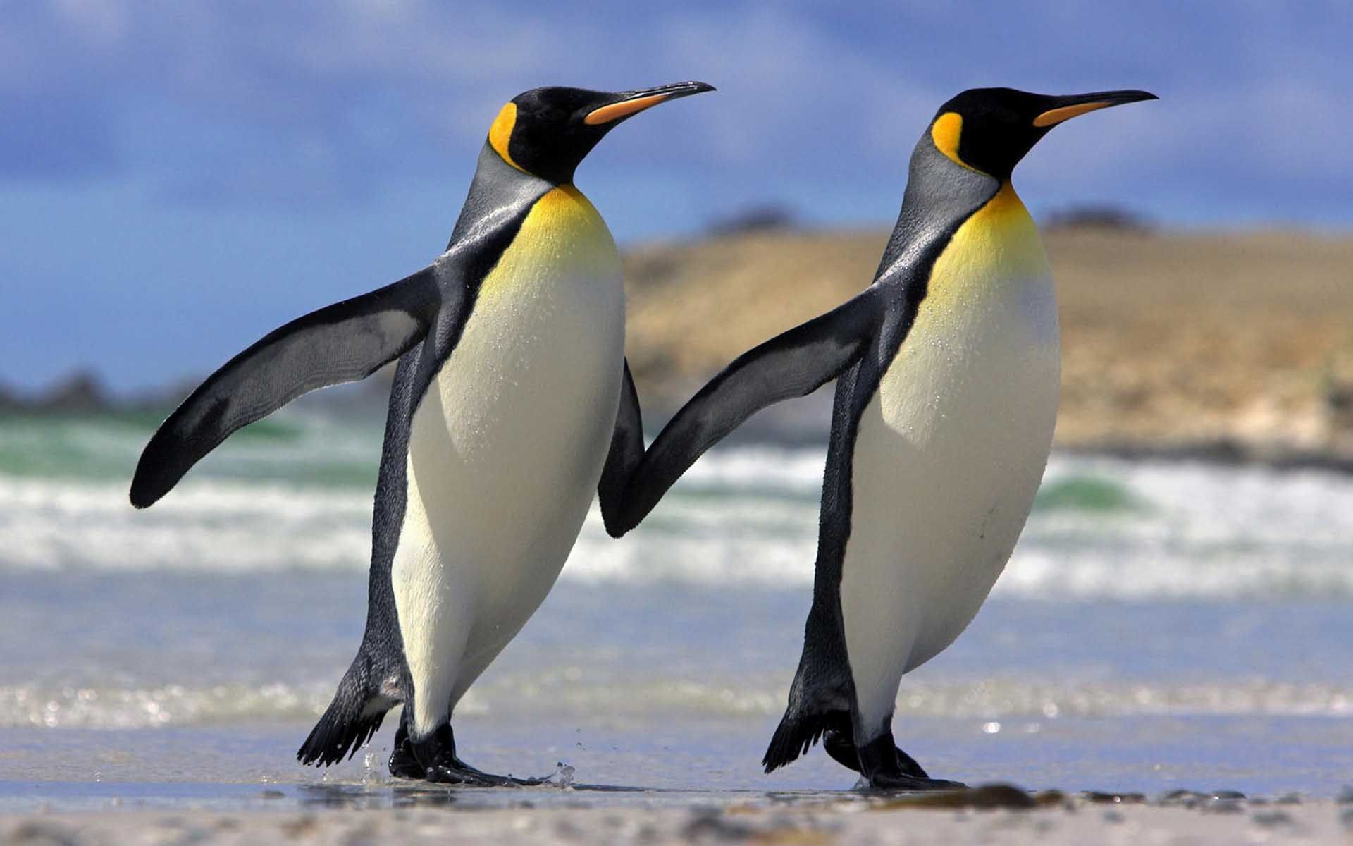 Cute Penguin Couple Wallpaper - Emperor Penguin - HD Wallpaper 