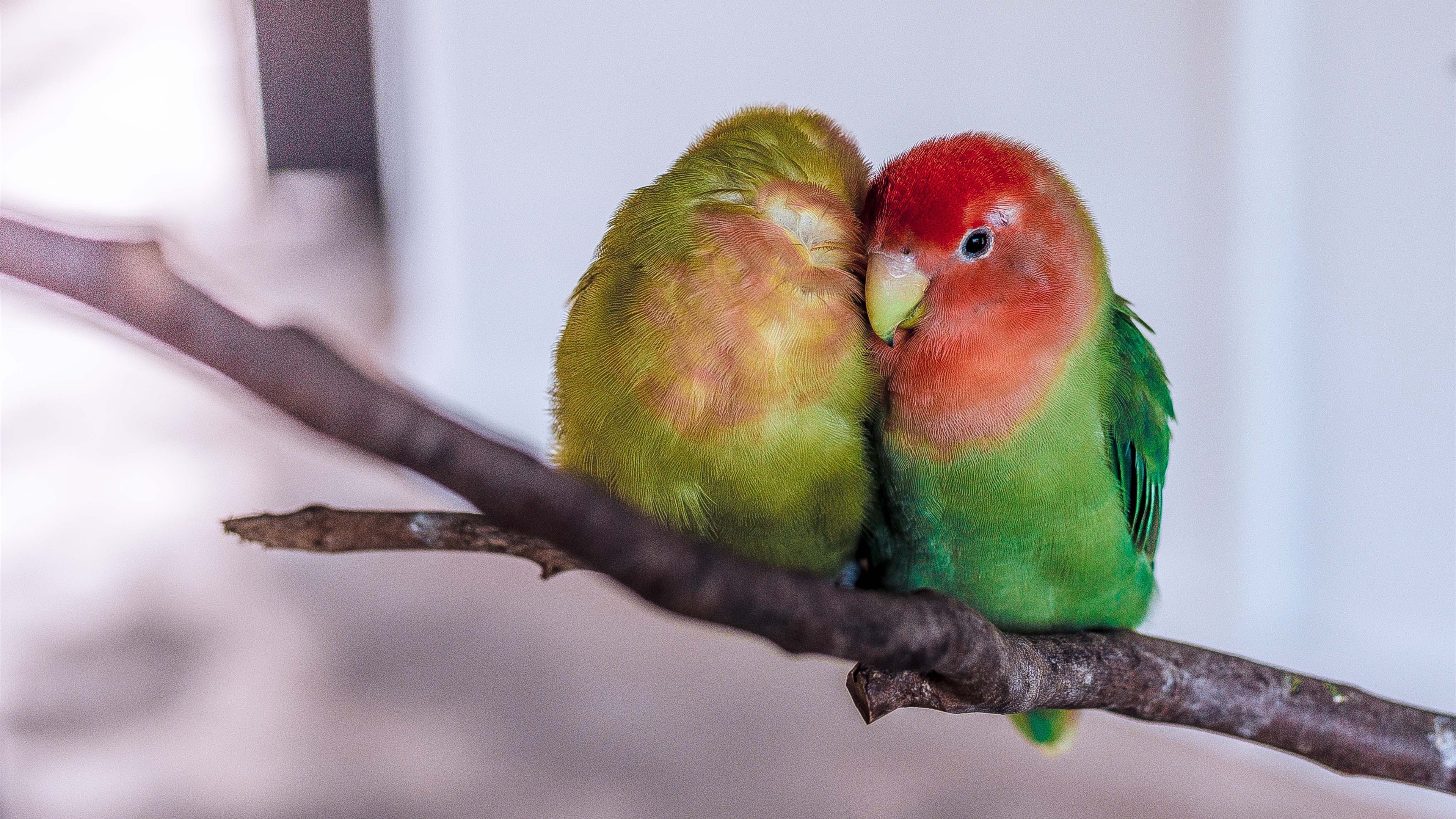 Love Bird Parrot On Branch 4k Wallpaper - Love Bird - HD Wallpaper 