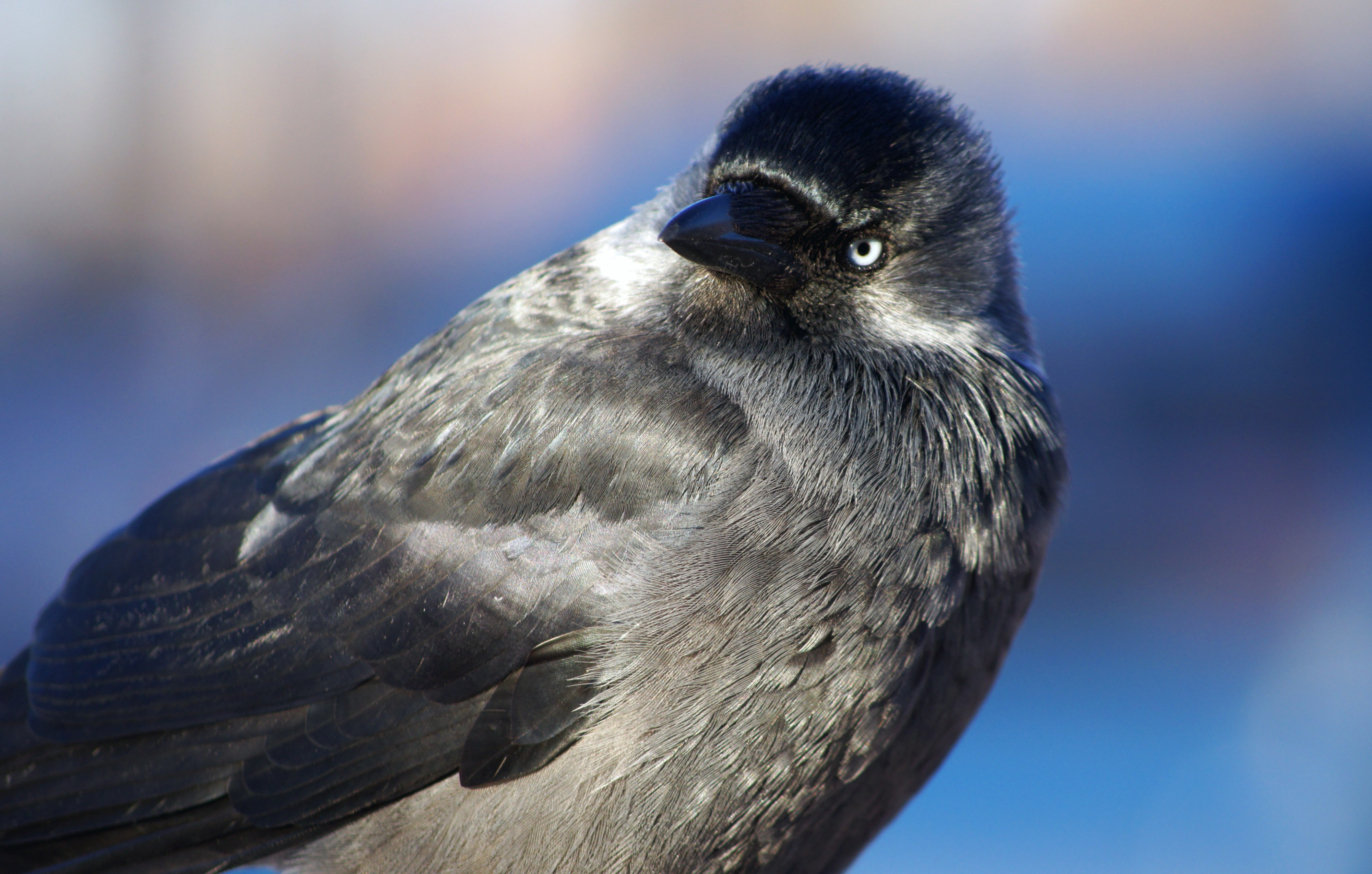 Animals And Birds Wallpaper - HD Wallpaper 