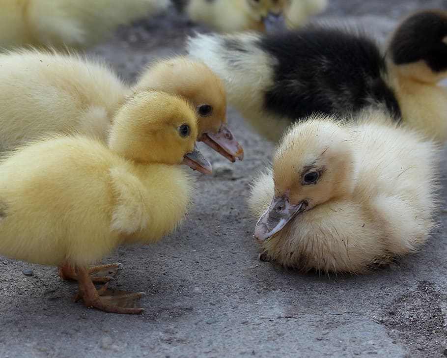 Duckling, Fluffy, Cute, Birds, Small, Yellow, Young - Birds - HD Wallpaper 