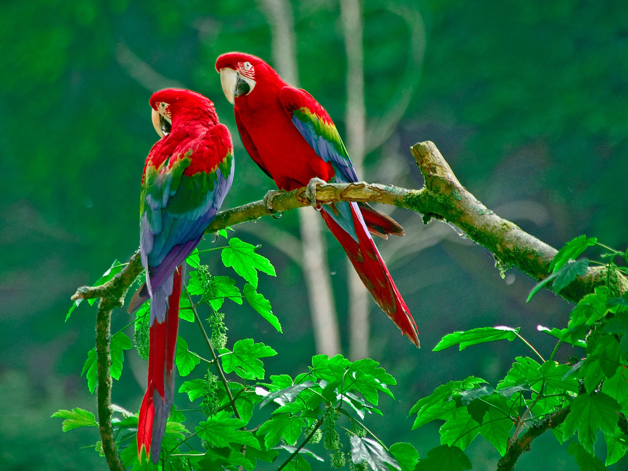 Parrots Paradise - HD Wallpaper 