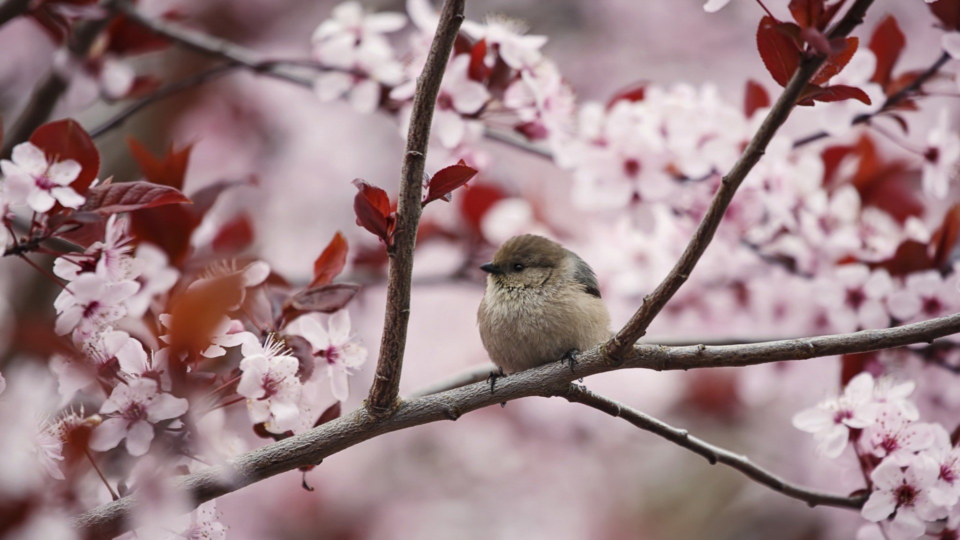 Cherry Blossoms And Birds - HD Wallpaper 