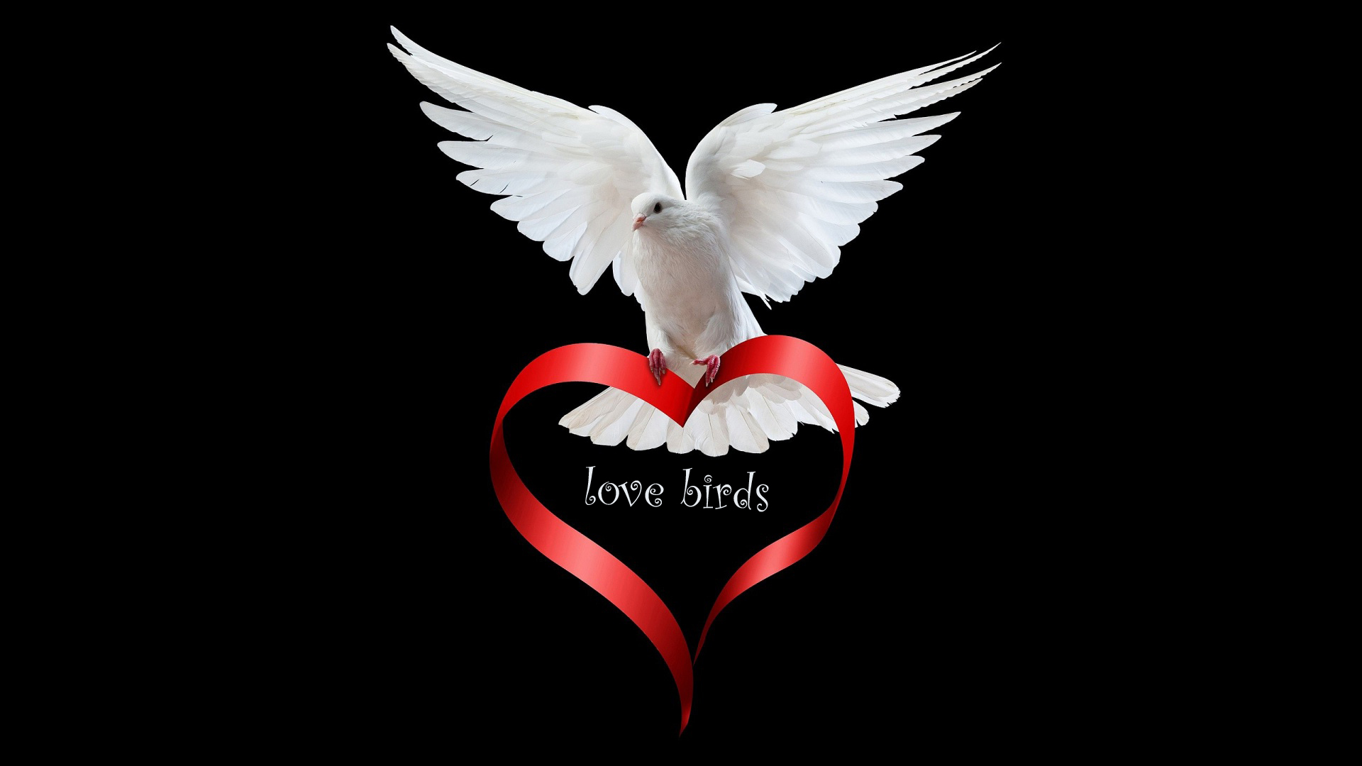 Cute Birds Wallpapers For You Love Birds Wallpaper - Love White Dove Bird - HD Wallpaper 