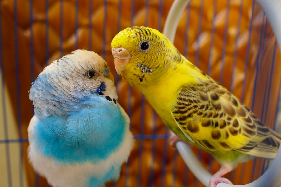 Beautiful Love Birds Free Download - Lovely Birds Wallpaper Free Download - HD Wallpaper 