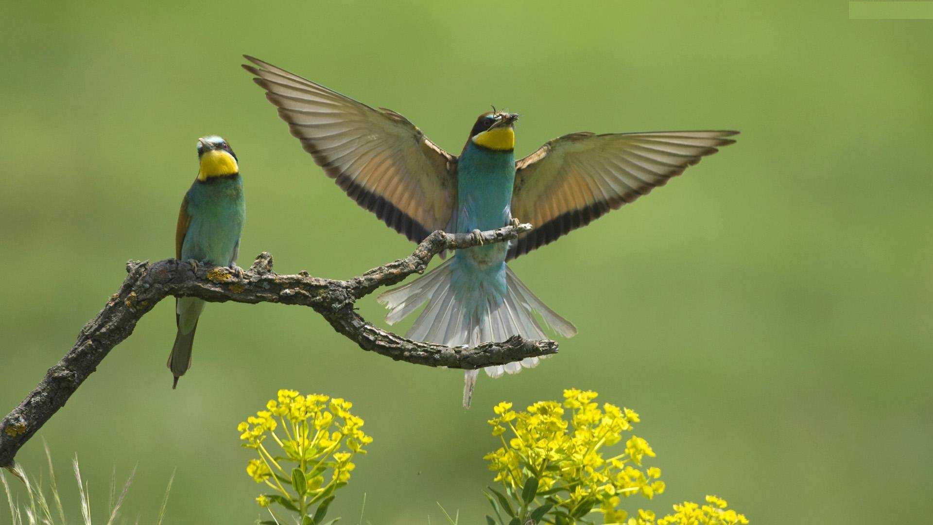 Hd Flying Birds Pics Wallpapers - Hd 1920x1080 Full Hd Birds In Flight - 1920x1080 Wallpaper Hd Flying Birds Pics Wallpapers - Hd 1920x1080 Full Hd Birds In Flight - 1920x1080 Wallpaper