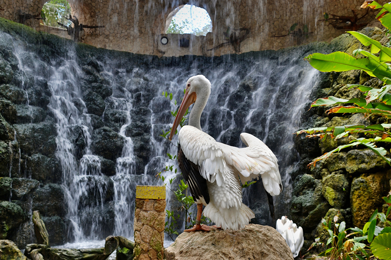 Waterfall With Animals - 1280x853 Wallpaper Waterfall With Animals - 1280x853 Wallpaper