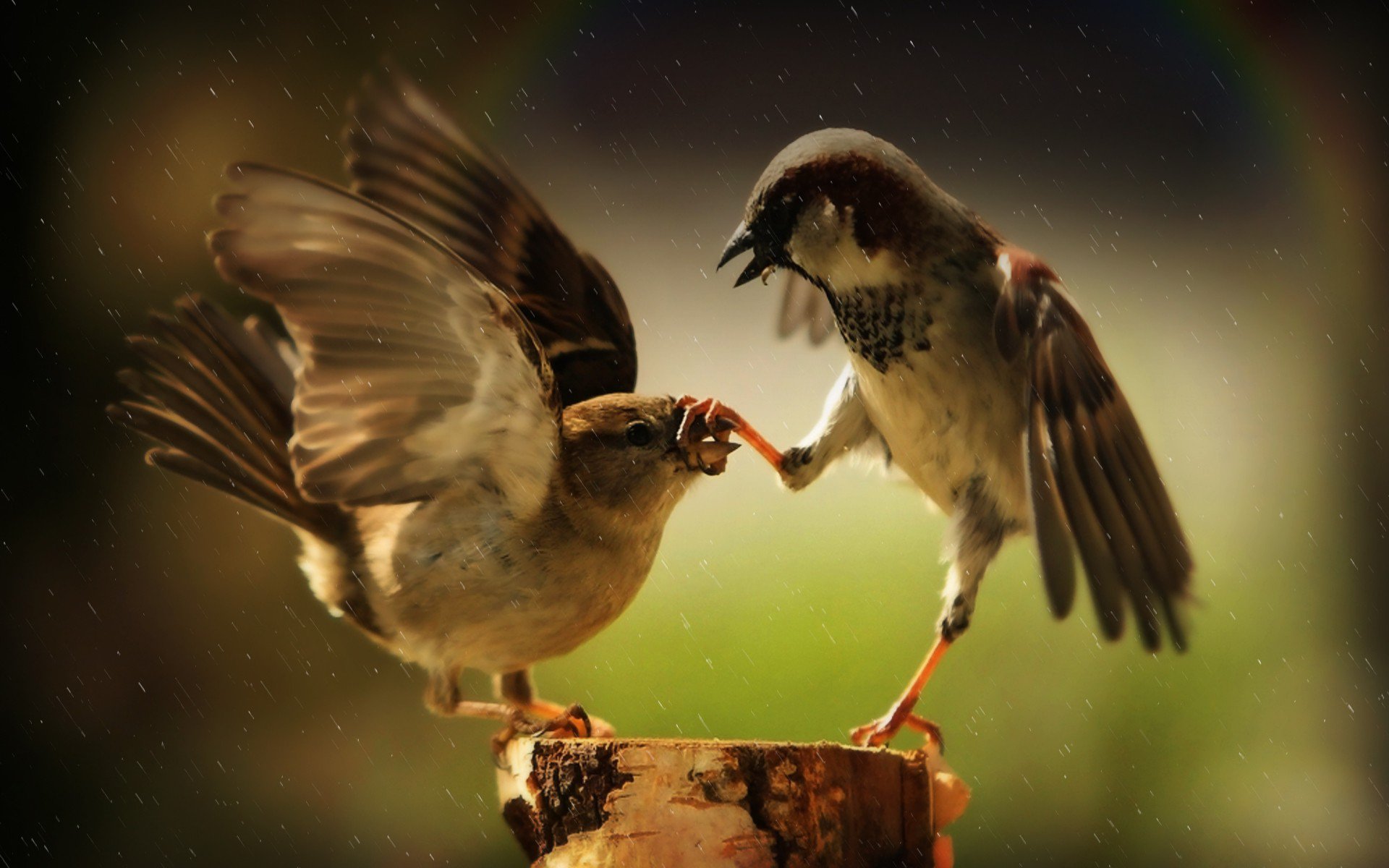 Two Birds In Rain - 1920x1200 Wallpaper Two Birds In Rain - 1920x1200 Wallpaper