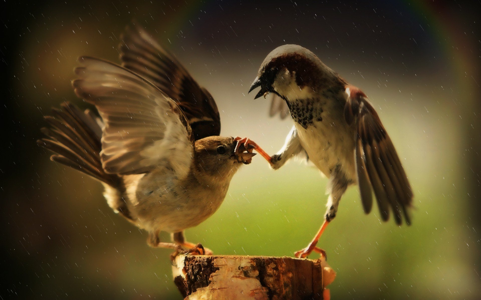 Two Birds In Rain - HD Wallpaper 