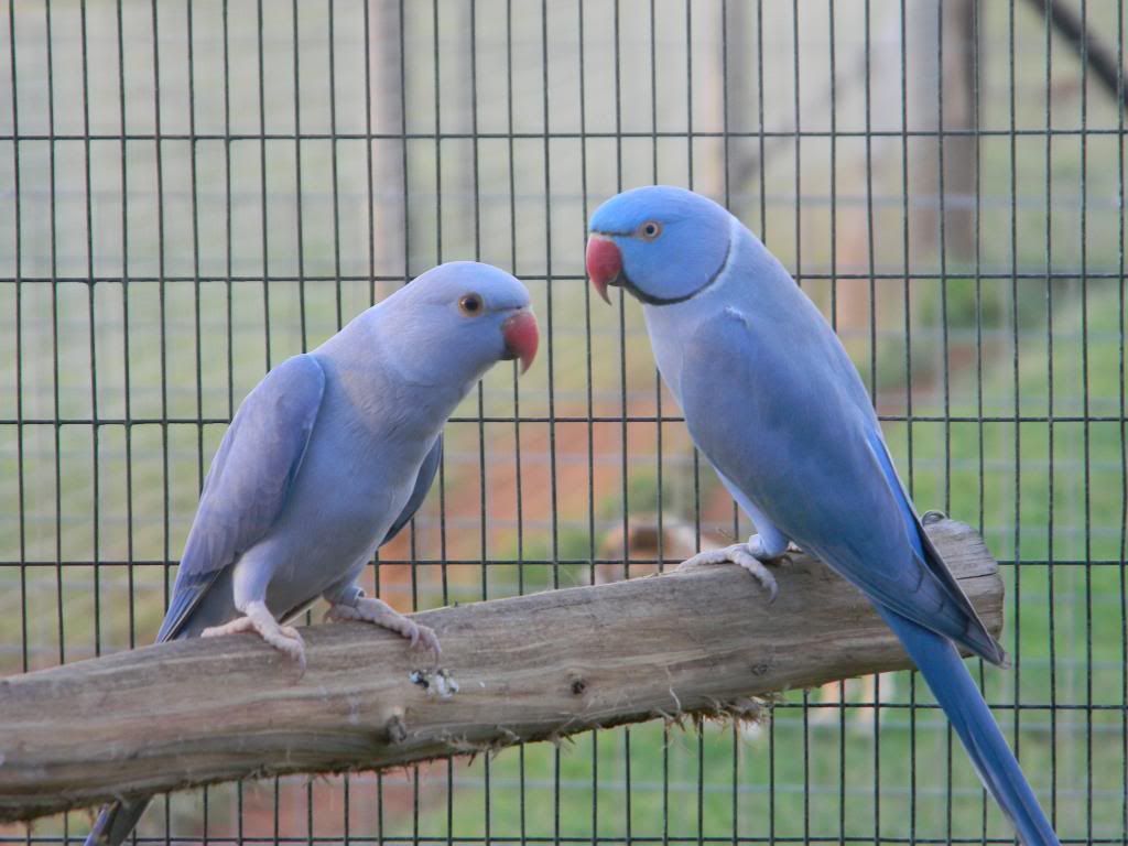 Best Parrot - HD Wallpaper 