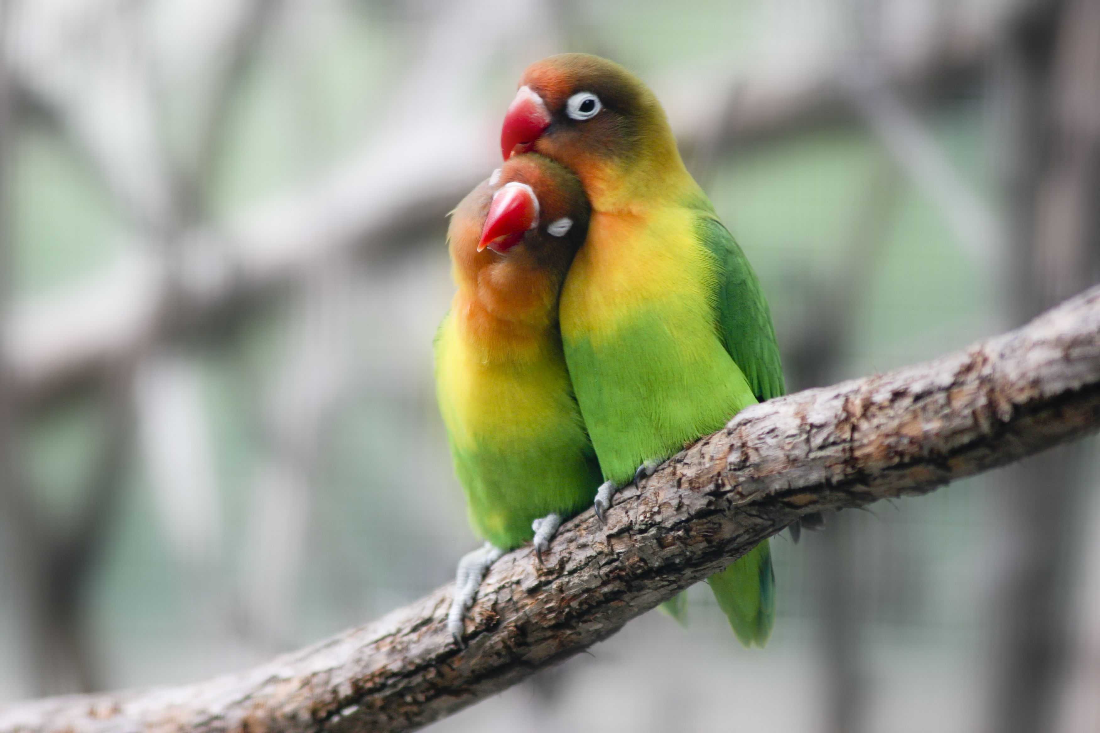 Wallpaper Lovebird - Love Birds - HD Wallpaper 