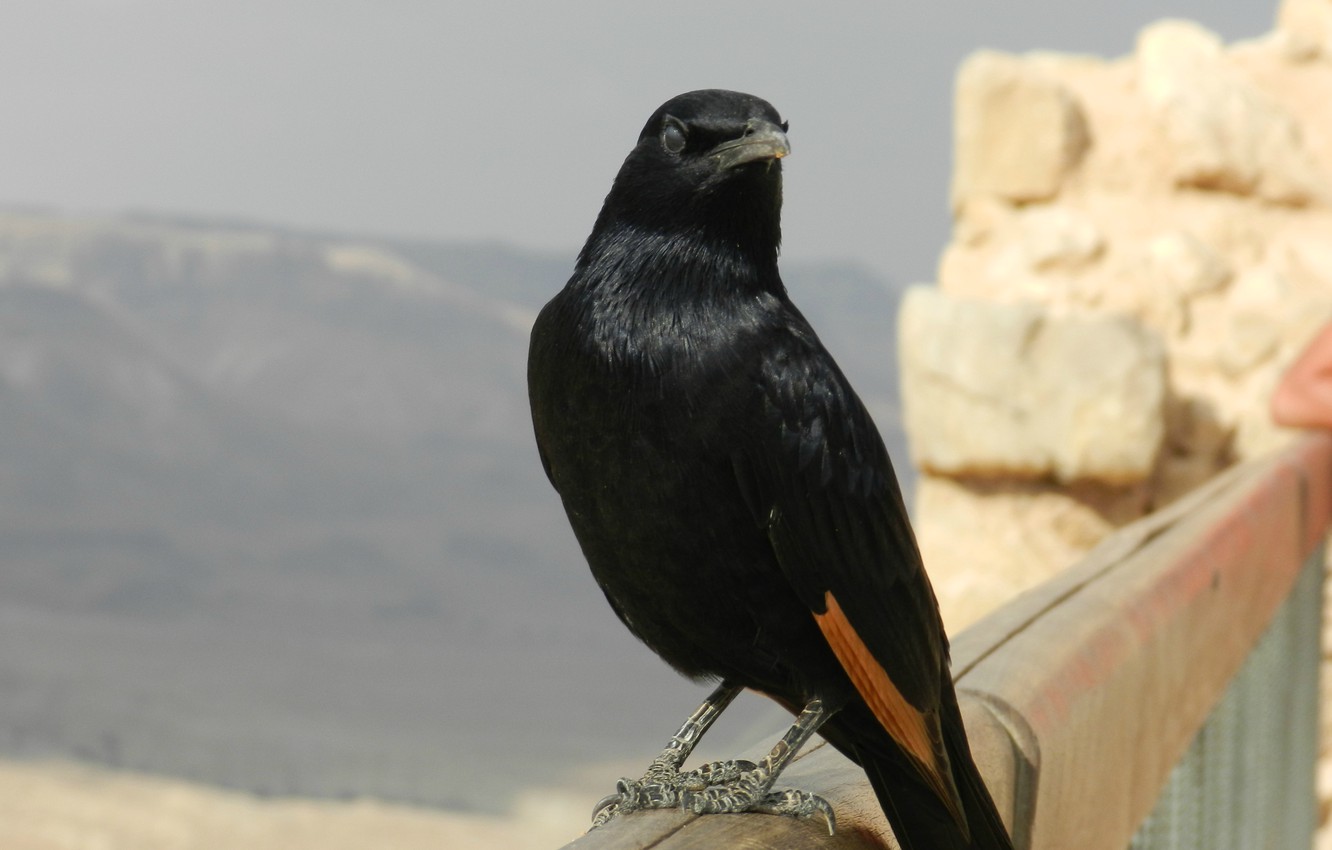 Photo Wallpaper Animals, Birds, Israel, Masada - American Crow - HD Wallpaper 