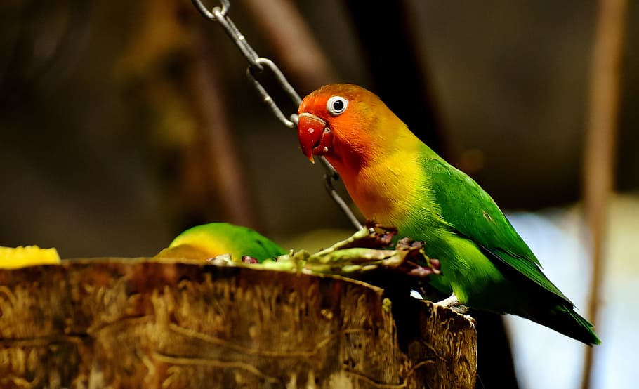 Green And Red Bird Perching On Wood, Lovebirds, Parrot, - Bird Name Love Birds - HD Wallpaper 