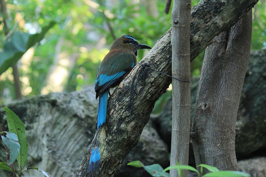 Toh, Ave, Bird, Fauna, Nature, Animal, Animals, Birds, - Birds - HD Wallpaper 